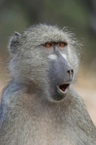 Create meme: these funny animals, baboon, NICOISE