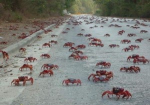 Create meme: crab, Migration