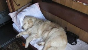 Create meme: animal, Retriever white obese, Golden Retriever in the train compartment