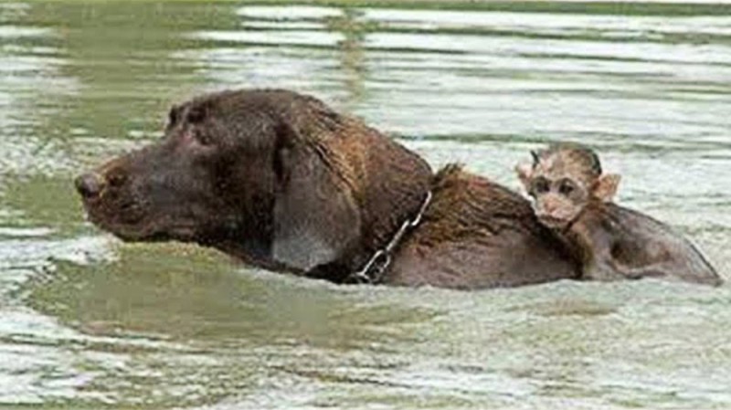 Create meme: animals save each other, Animals are swimming, monkeys'