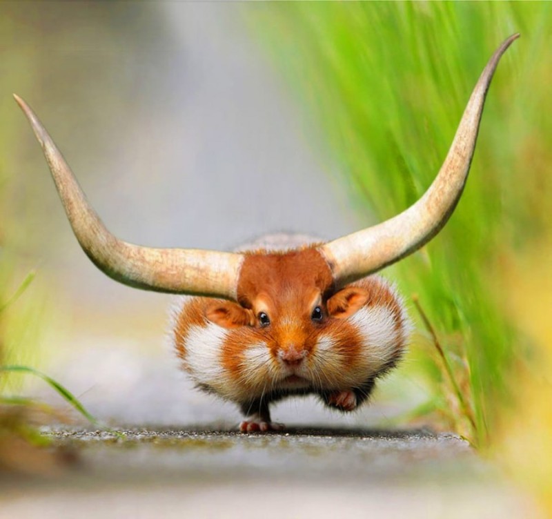 Create meme: hamster , animals cute, non-existent animals