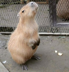 Create meme: rodent capybara, a pet capybara, the capybara