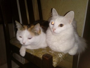 Create meme: cat, cats, Turkish van