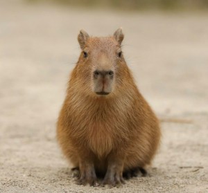 Create meme: a pet capybara, the capybara