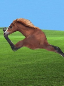 Create meme: gifs horses, horse gallop from the front, horse GIF