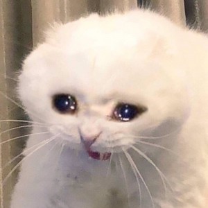 Create meme: sad cats memes, memes cat, the cat is crying