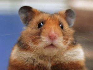 Create meme: hamster Syrian