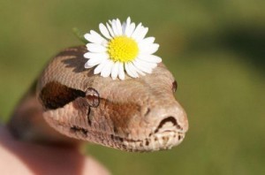 Create meme: snail on a flower, snake