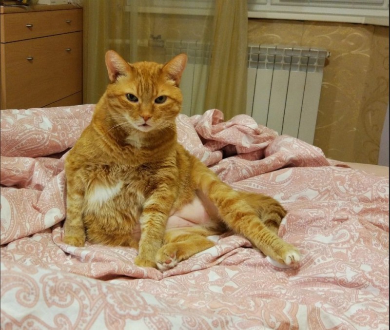Create meme: red cat , brazen cat on the bed, fat ginger cat