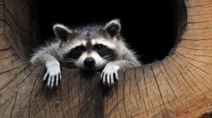 Create meme: raccoon animal, cute little Coon, raccoon gargle