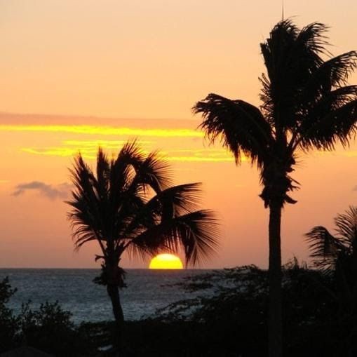 Create meme: palm tree landscape, darkness, palm beach 