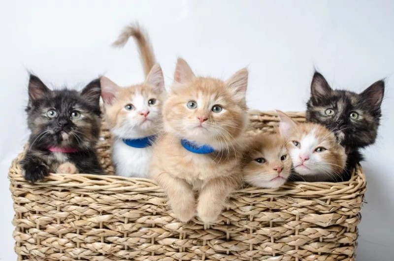 Create meme: kittens the Maine Coon , 5 kittens in a basket, cat Maine Coon