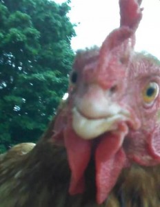 Create meme: chicken, chicken selfie, stoned cock