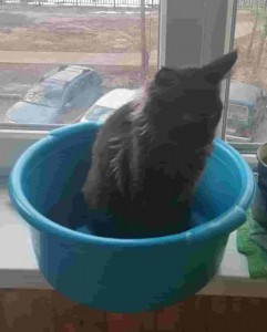 Create meme: cat, cat, the cat in the basin