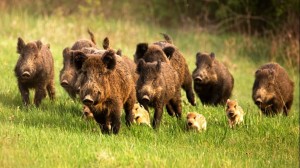Create meme: the pack of wild boars, wild boar