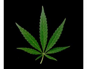 Create meme: cannabis leaf, marijuana leaf, marijuana