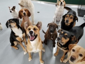 Create meme: puppies, beagle, meme dog