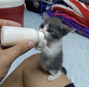 Создать мем: котенок пьет из бутылочки, кормление котят из бутылочки, кормление котят