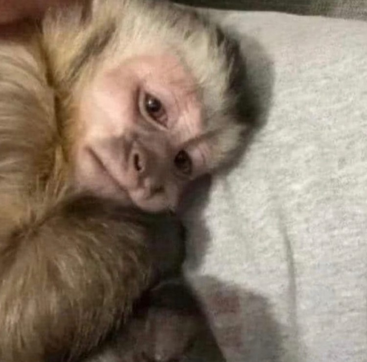 Create meme: animals , capuchin monkey, a domestic monkey