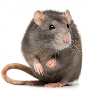 Create meme: grey decorative rat, rat mouse, beautiful rat