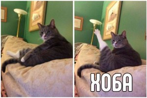 Create meme: cat hoà, hoba