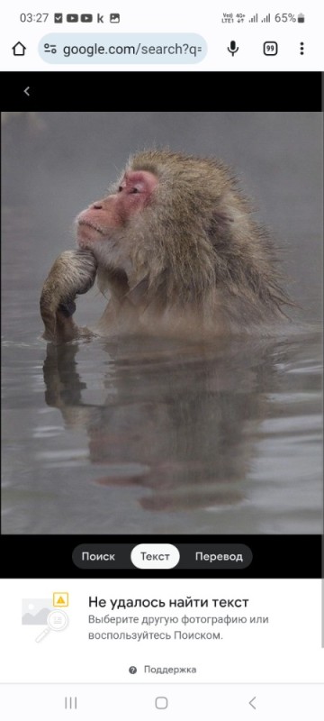 Create meme: the monkey is funny, macaque monkey, wet monkey