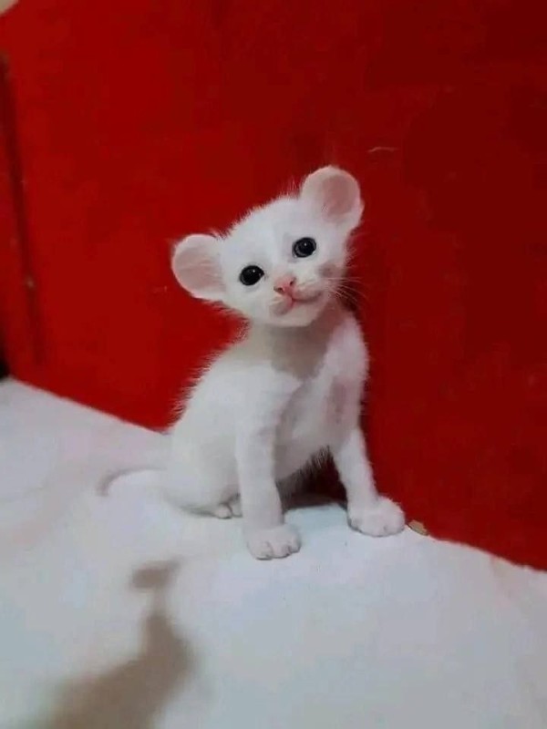 Создать мем: белый ориентальный котенок метис, белый сиамский кот, кошка