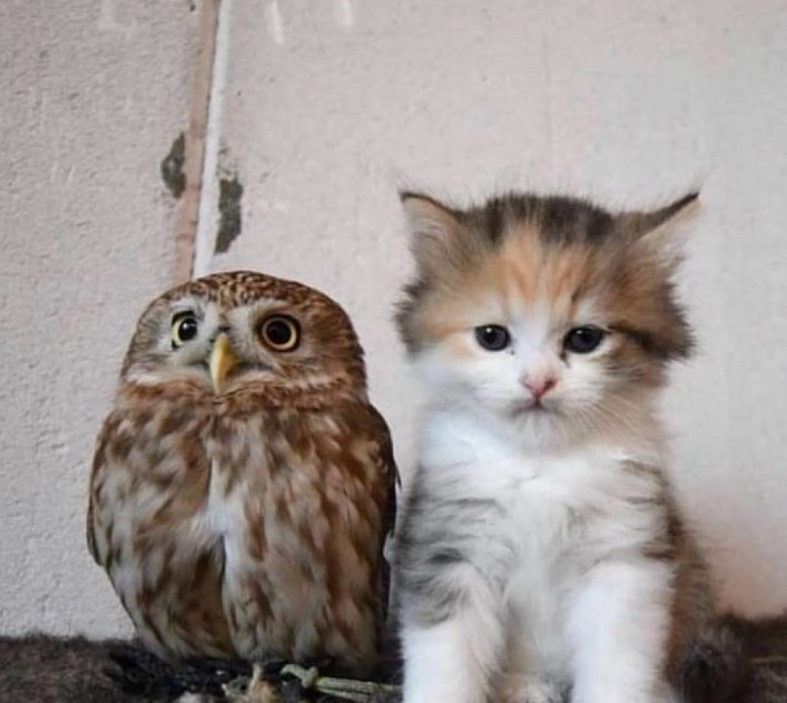 Create meme: cat , little owlets, the owlet Fukui and kitty marimo