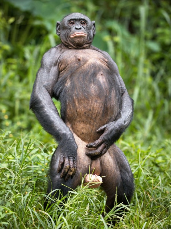 Create meme: chimpanzees , Bonobo male, male chimpanzee