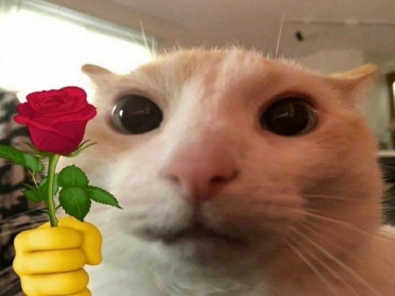 Create meme: cat with a rose meme, cat meme, cat 