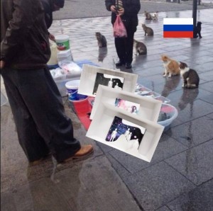 Create meme: street cat, funny animals
