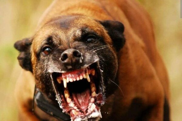 Create meme: malinois is evil, the evil dog , the dog is aggressive