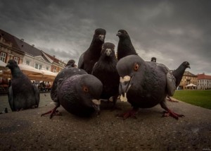 Create meme: pigeon, dove, cool pigeon