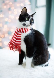 Создать мем: котик в шарфике, черно белый кот, черно белый кот в новогоднем