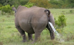 Create meme: white rhinoceros Wikipedia, the African forest elephant photos, Rhino urinates