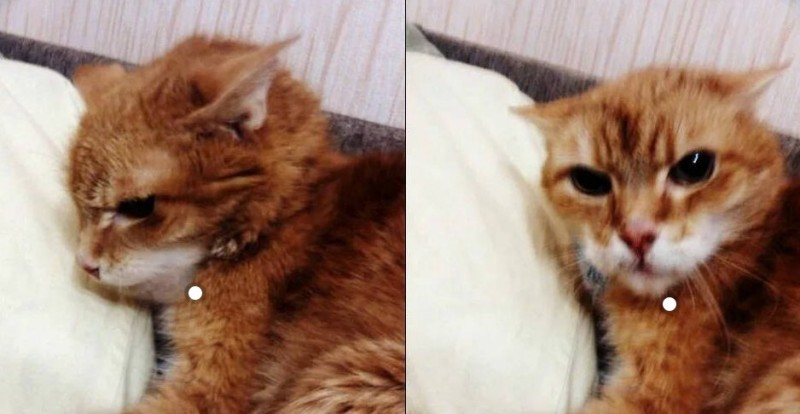 Создать мем: кот, сибирская кошка рыжая, рыжий котенок