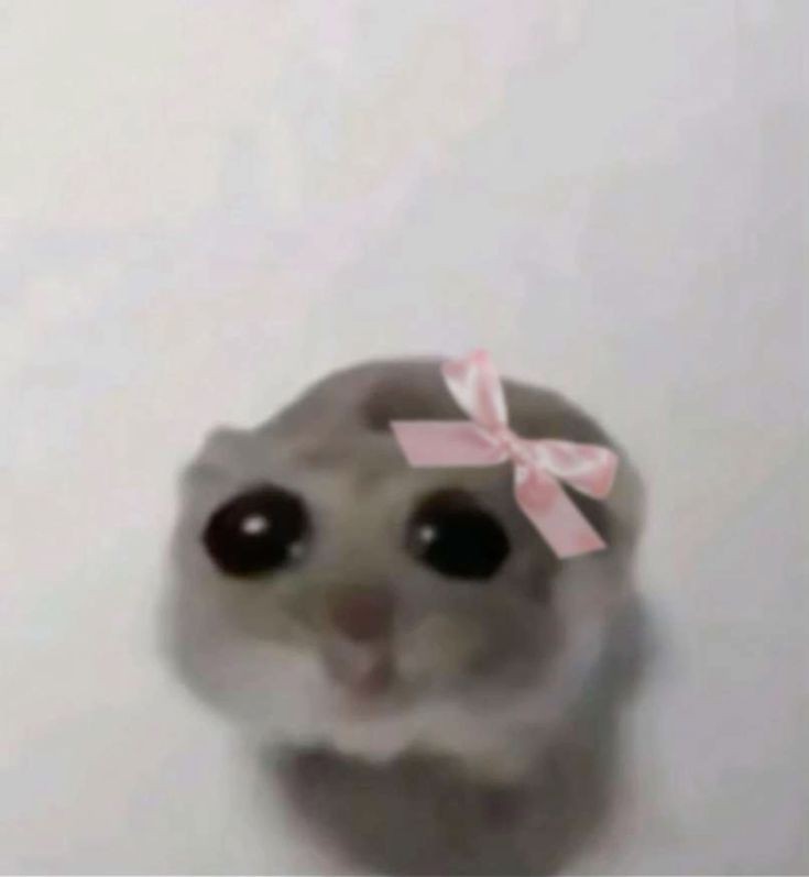 Create meme: meme hamster , cute hamsters, A hamster with big eyes