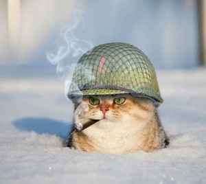 Создать мем: Army Cat