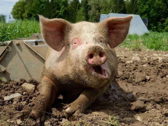 Create meme: swine fever, the pig laughs, piggy pig