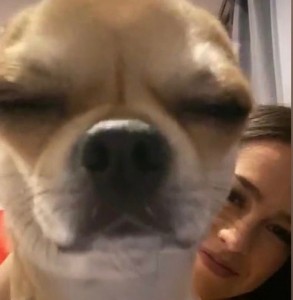 Create meme: cute dogs, dog nose in the screen, Dog
