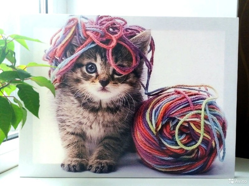 Создать мем: котенок запутался в нитках, котик с клубком, клубочек