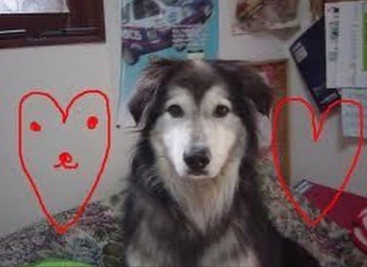 Create meme: dog alaskan malamute, alaskan malamute breed, alaskan malamute puppy