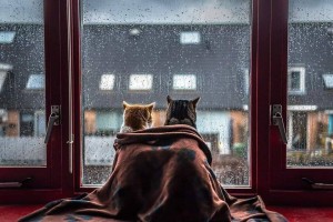 Создать мем: кошка у окошка, кот у окна, за окном дождь