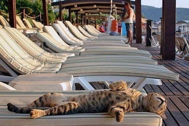 Create meme: The cat is on vacation, cat on the beach, a cat on vacation