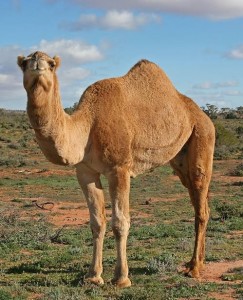 Create meme: Bactrian camel, camel picture, or one-humped camel dromedar