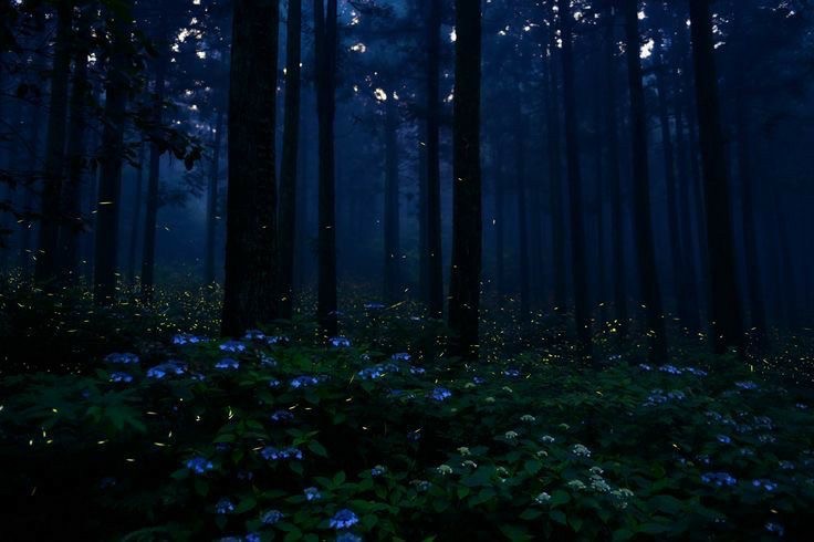 Create meme: a clearing in the forest at night, dark forest, beautiful night forest