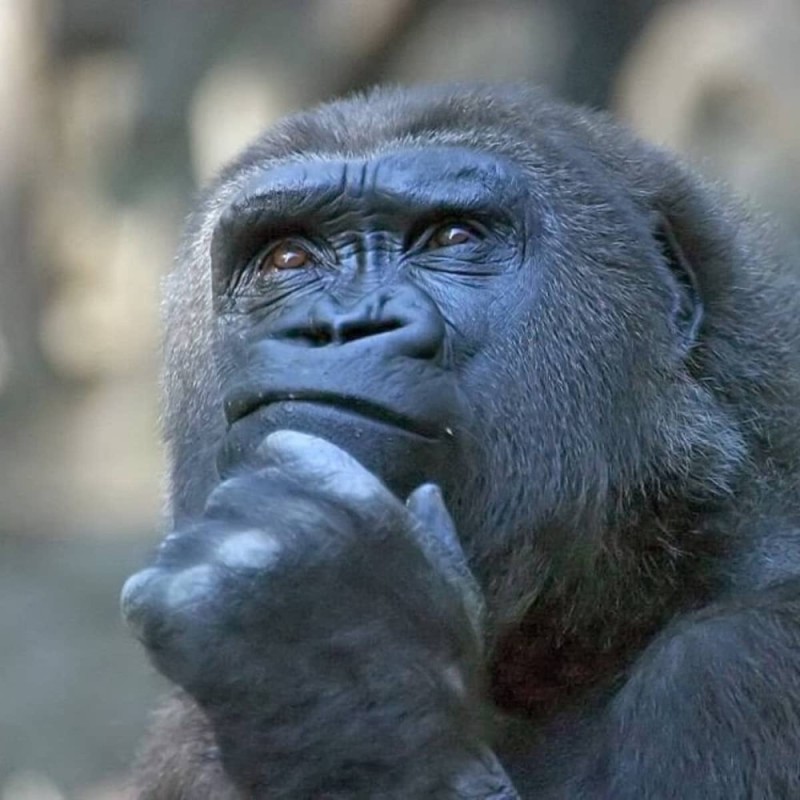 Create meme: gorilla , thoughtful gorilla, the gorilla thinks