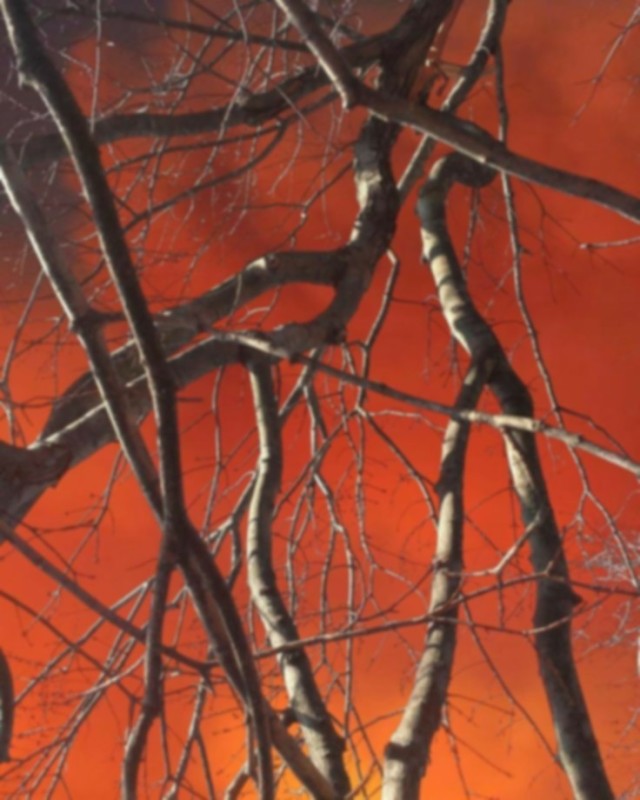 Create meme: a dry tree, blurred image, nature trees