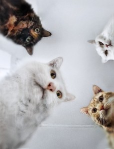 Create meme: cat, cat, Cat