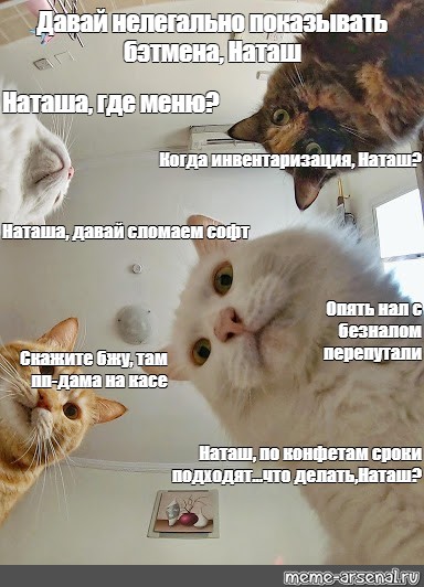 Наташа куда. Коты мемы политические. Наташа хватит спать. Мем когда. Коты Мем номерам по четыре.